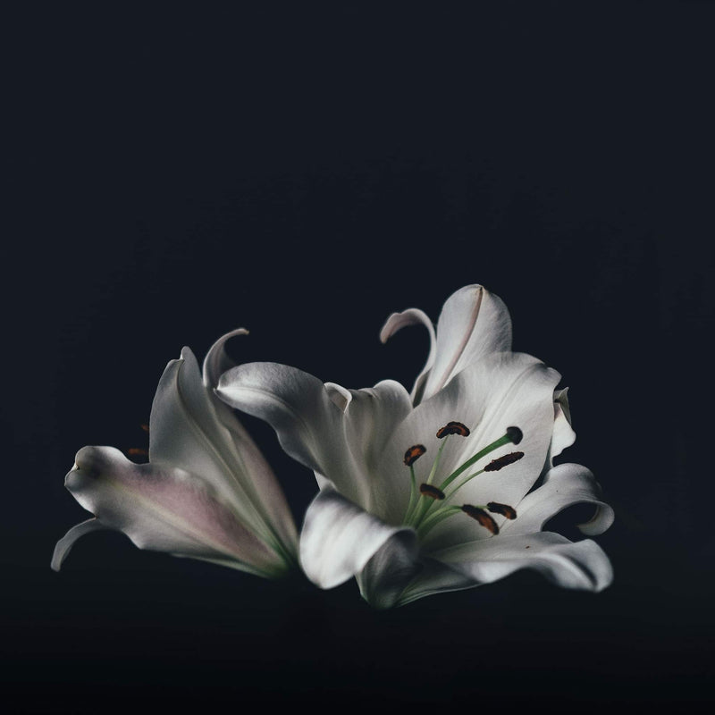 Black Lily