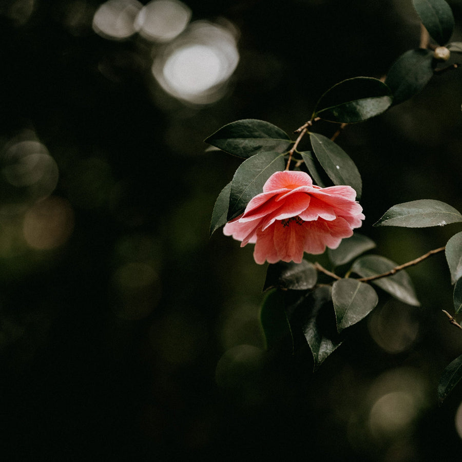 Floral Scents | True Grace