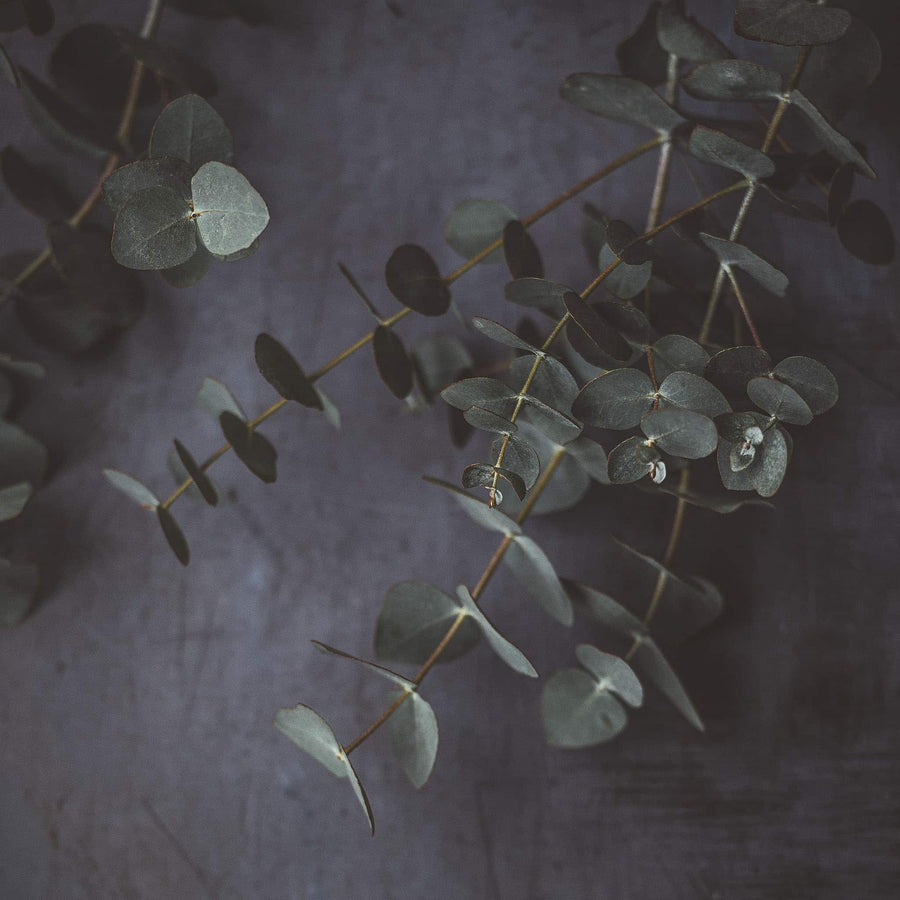 True Grace Wholesale EU