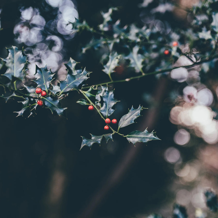 Christmas Collection | True Grace